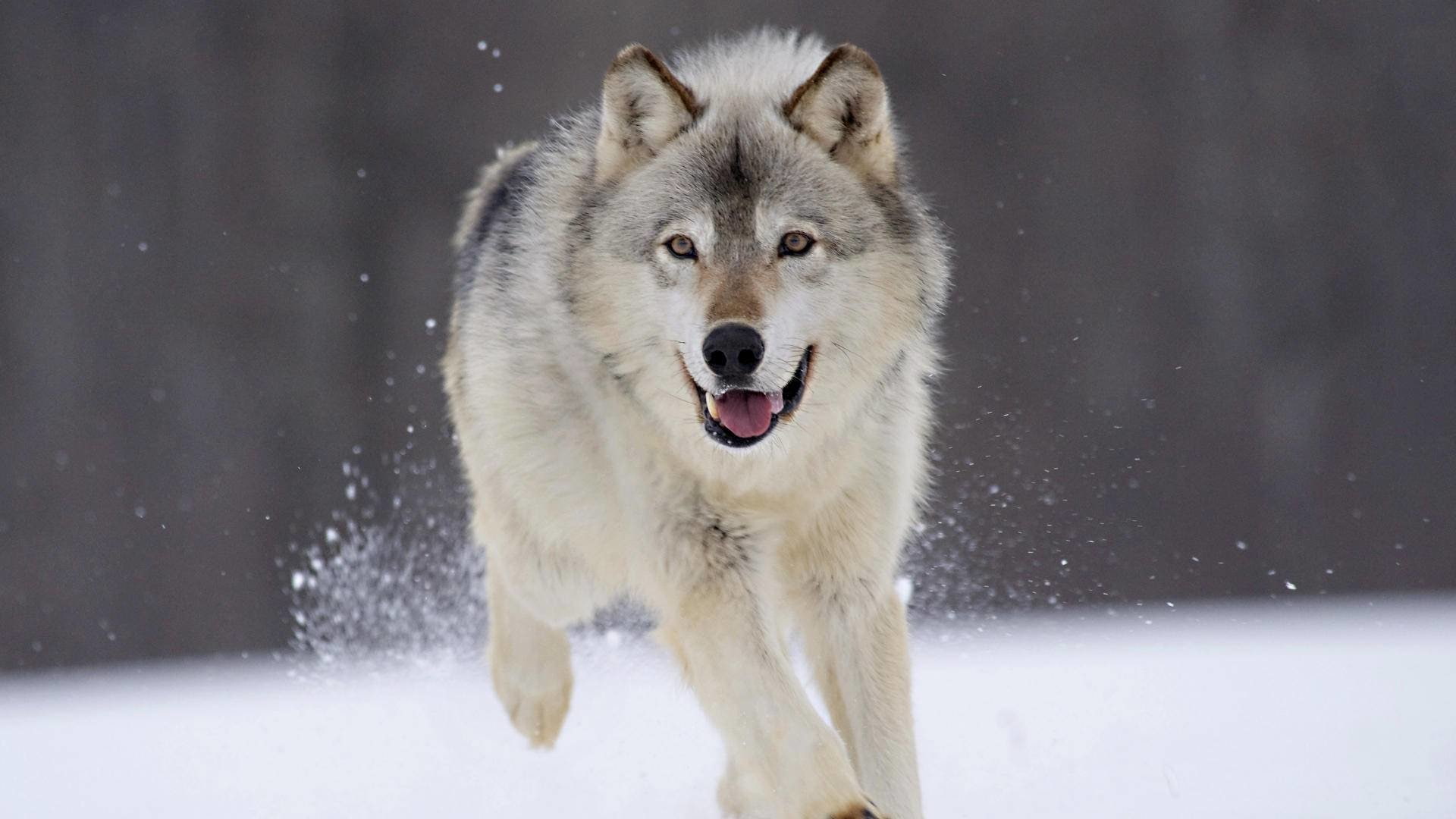 Animal, Wolf