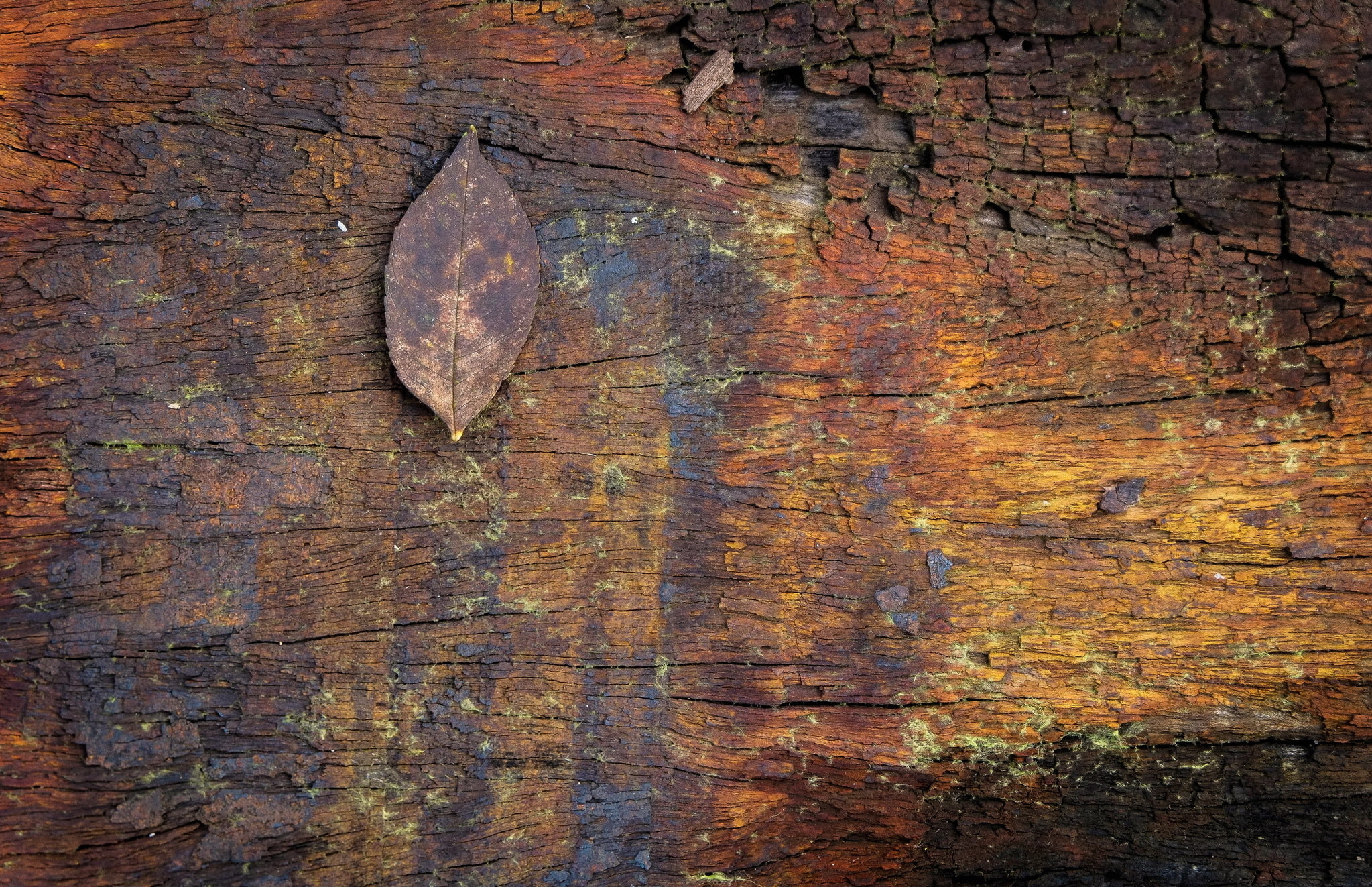 background, tree, texture