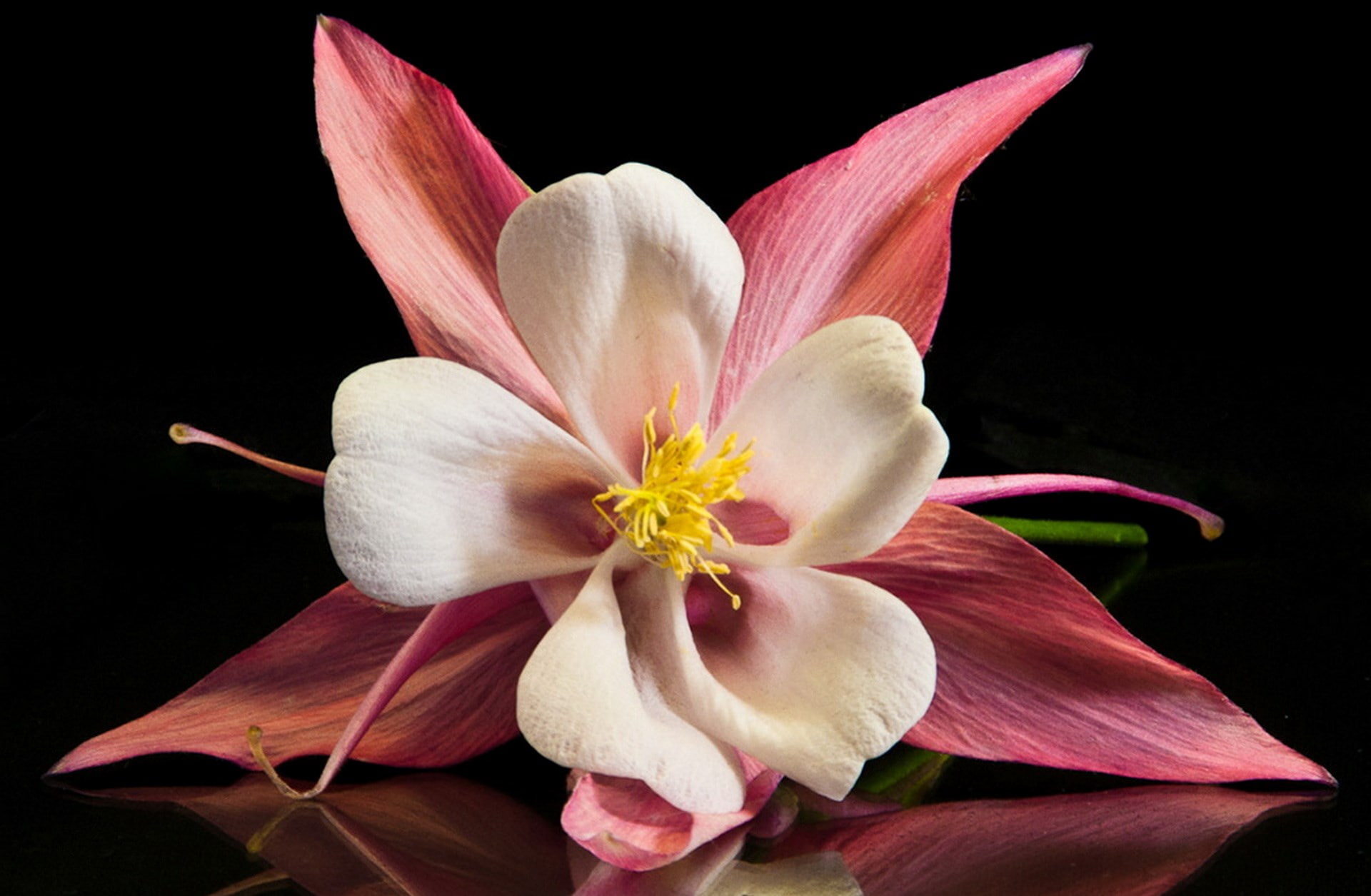 columbine