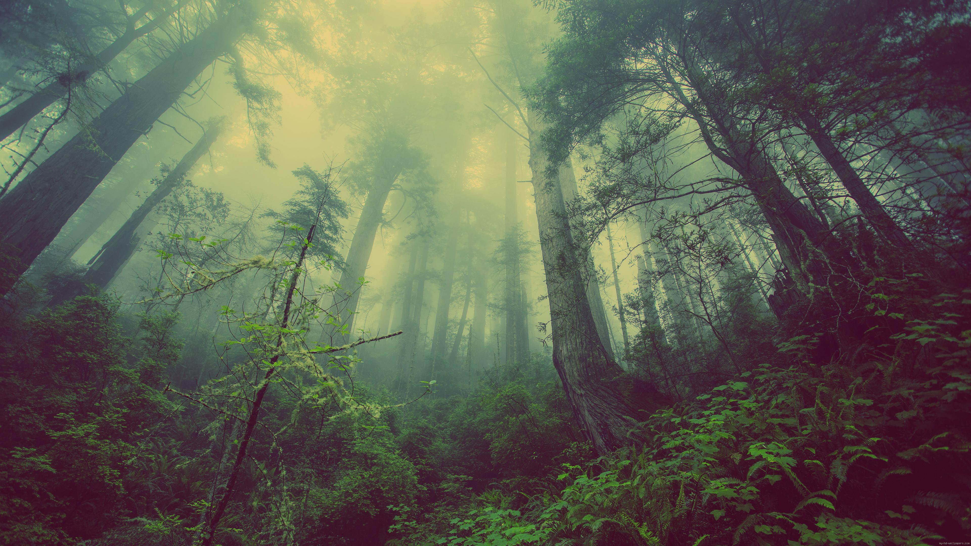 Misty forest, green forest, tree, nature, landscape