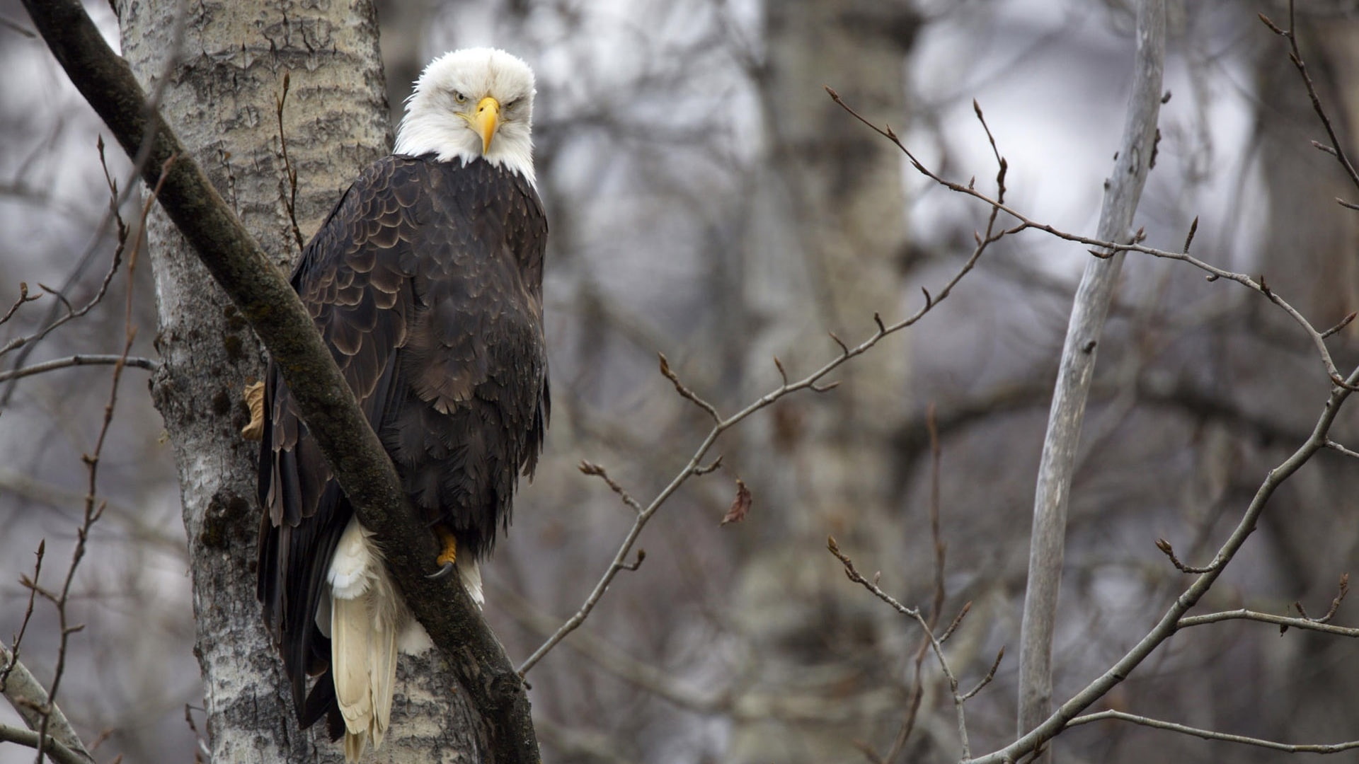 Bald Eagle Eagle Bird HD, animals