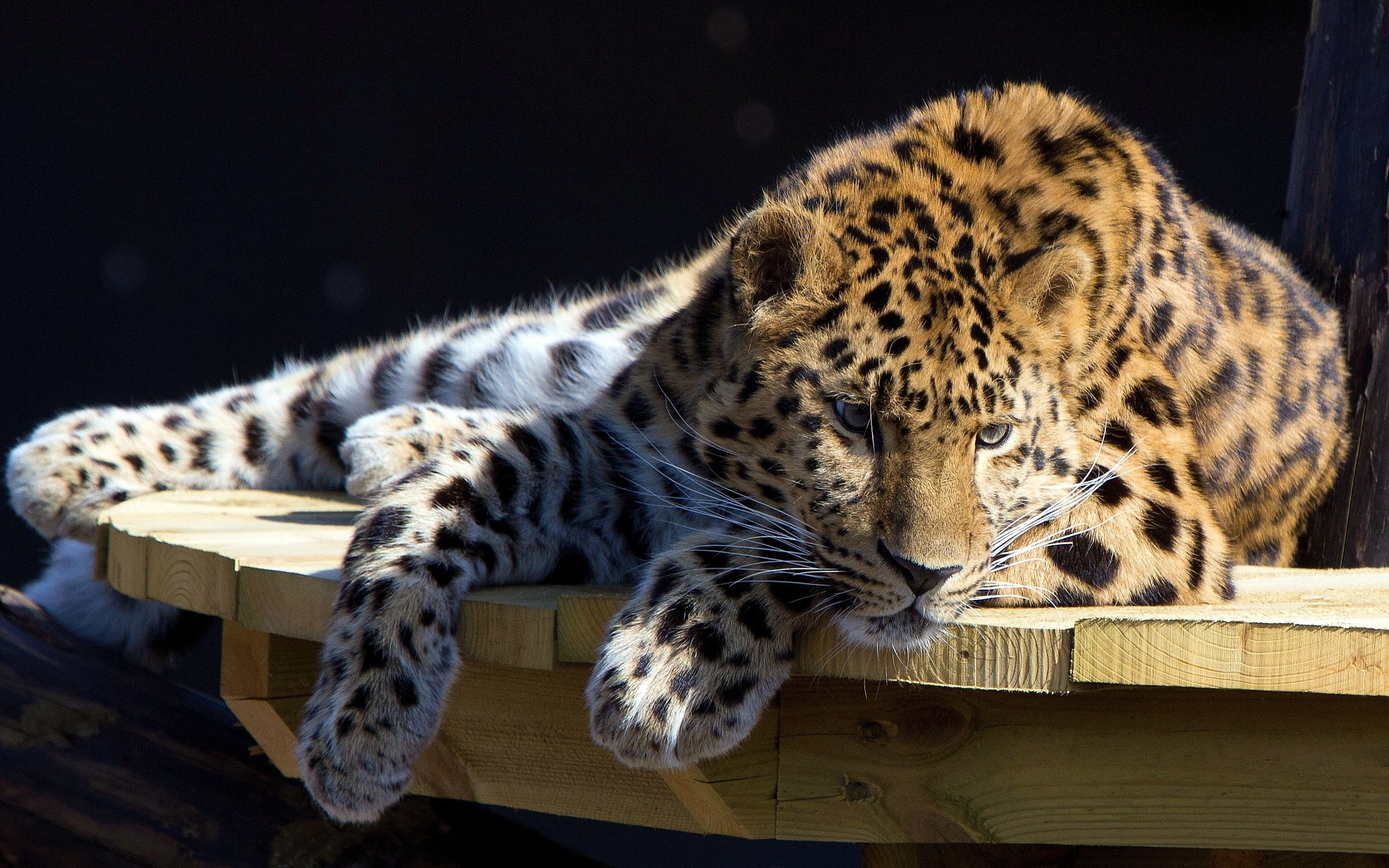 leopard