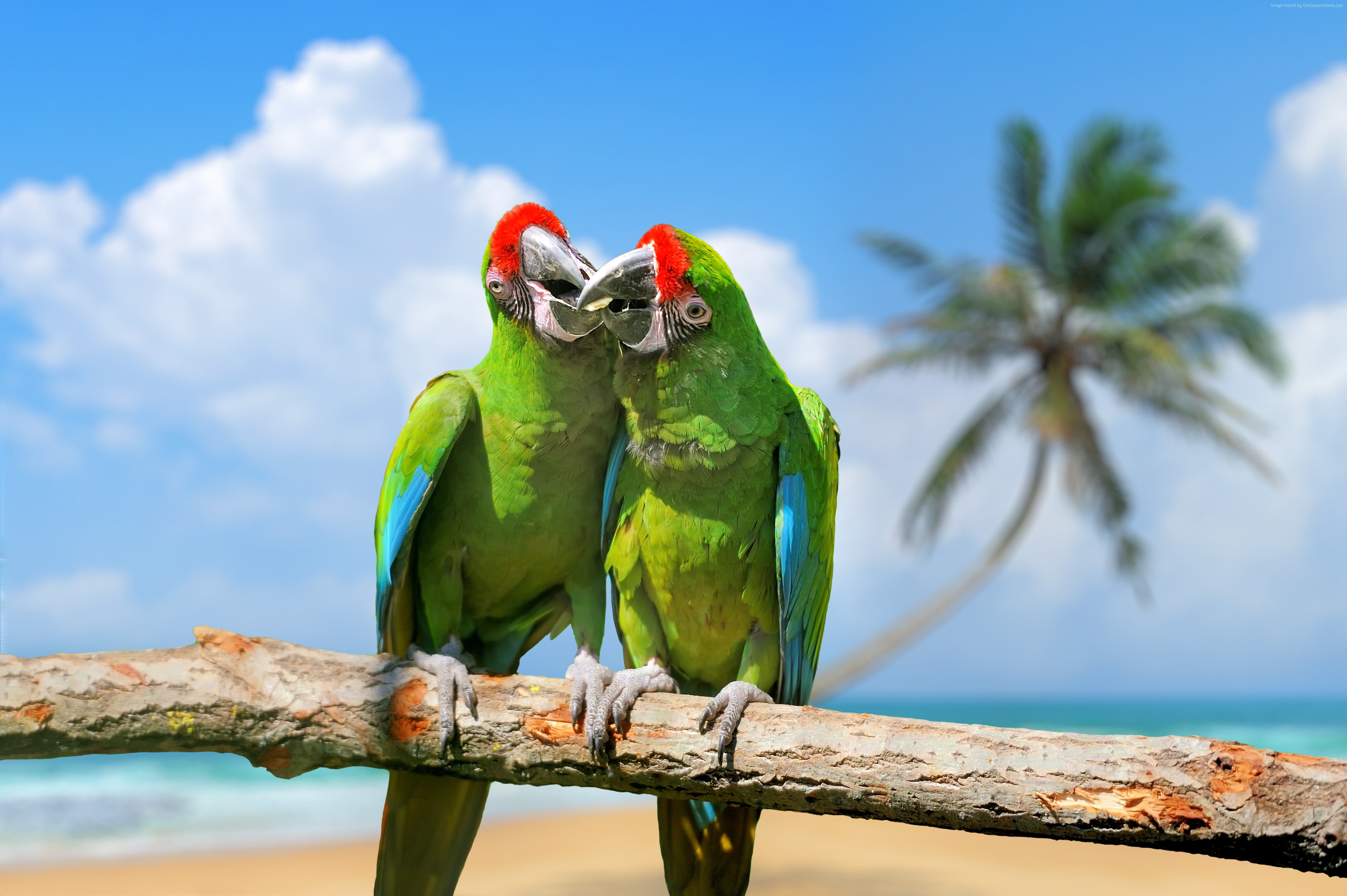 exotic birds, parrot, plumage, branch, green