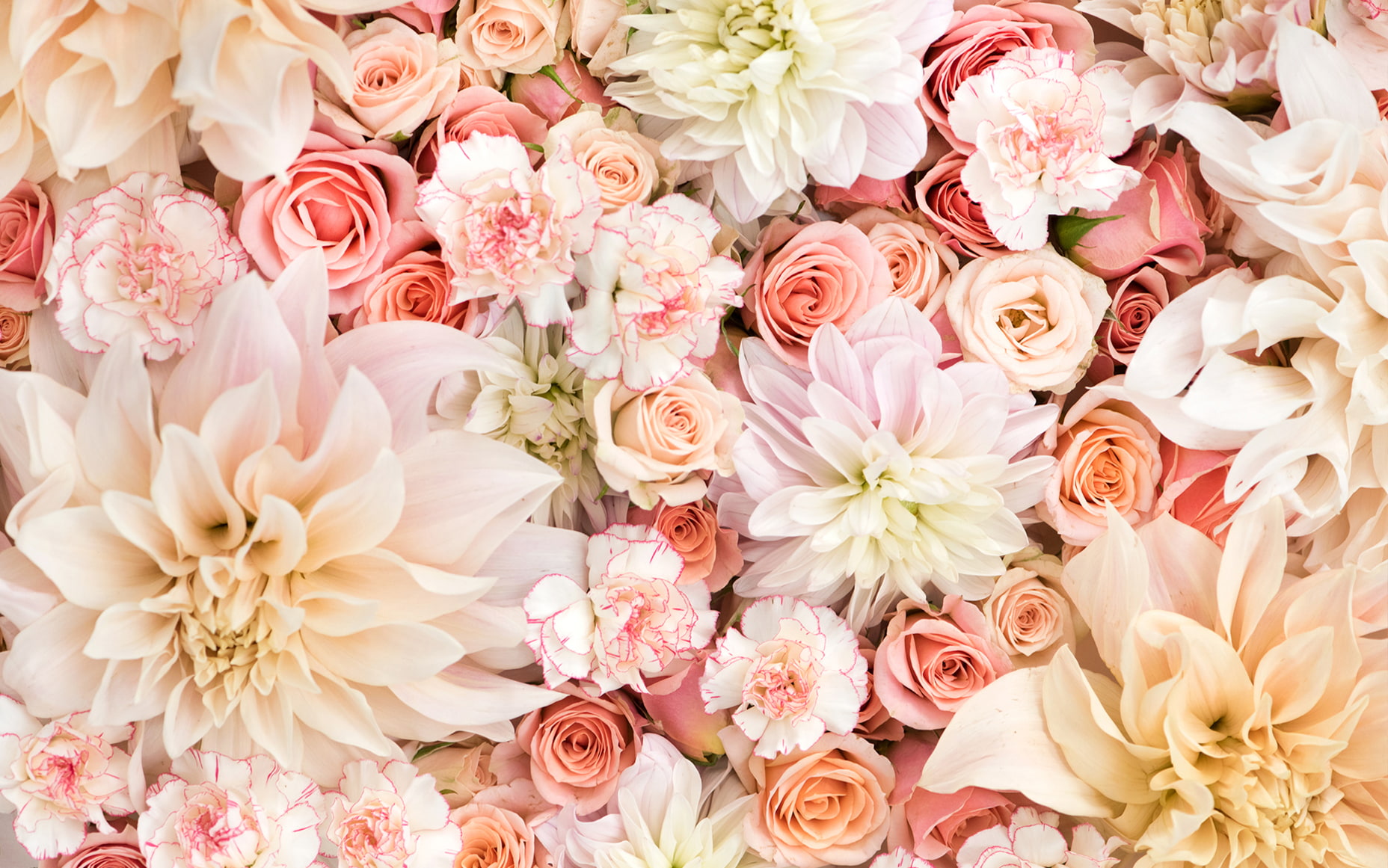Flowers, Carnation, Dahlia, Earth, Pastel, Pink Flower, Rose