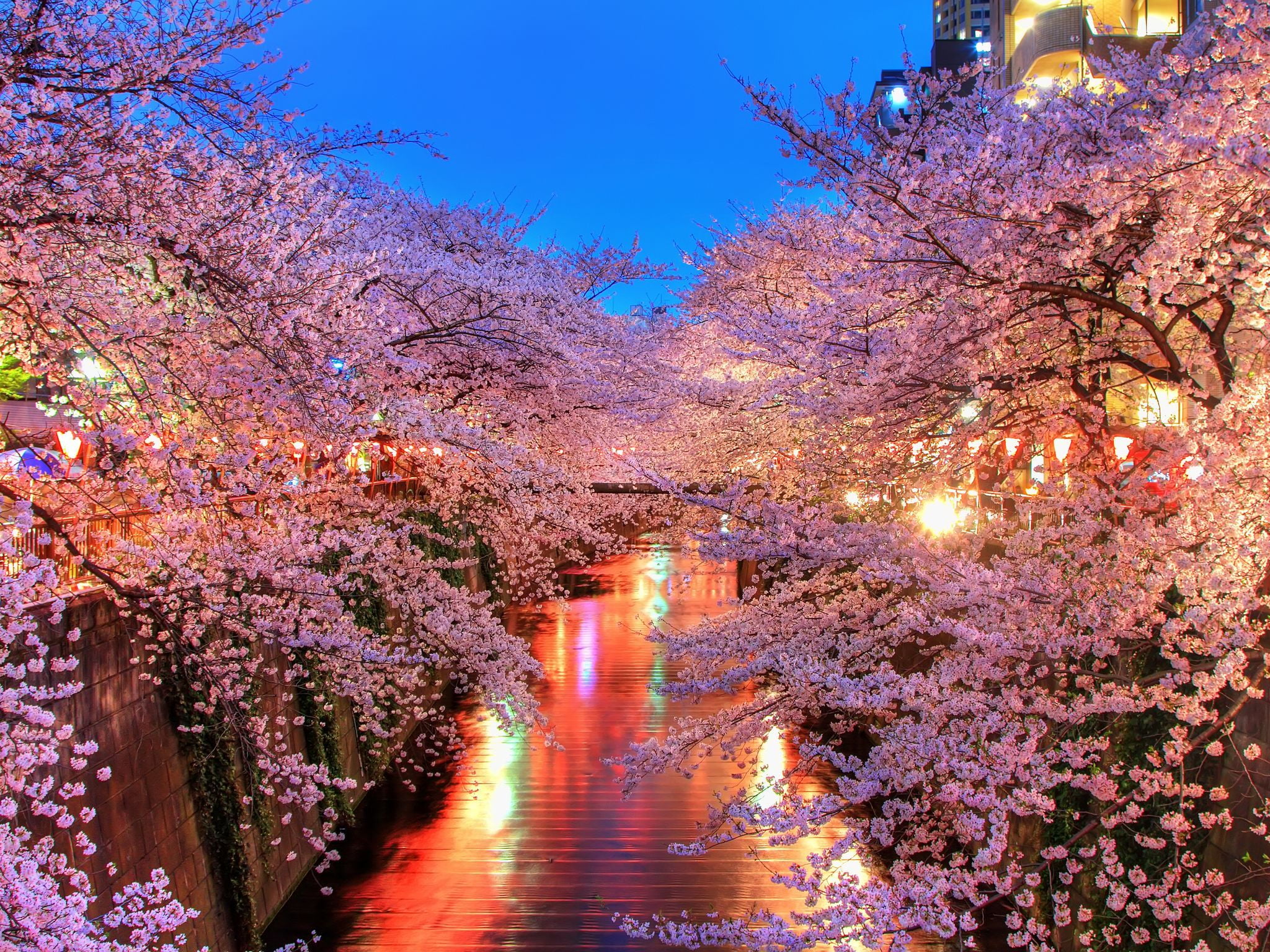 sakura trees, o-hanami, blossom, japan, night, pink Color, cherry Blossom